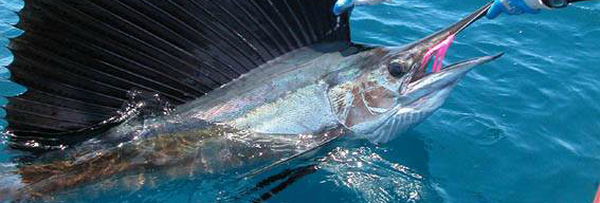 poisson voilier péché en mer