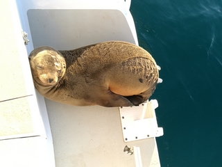 Ovni 365 Entre-cotes galapagos